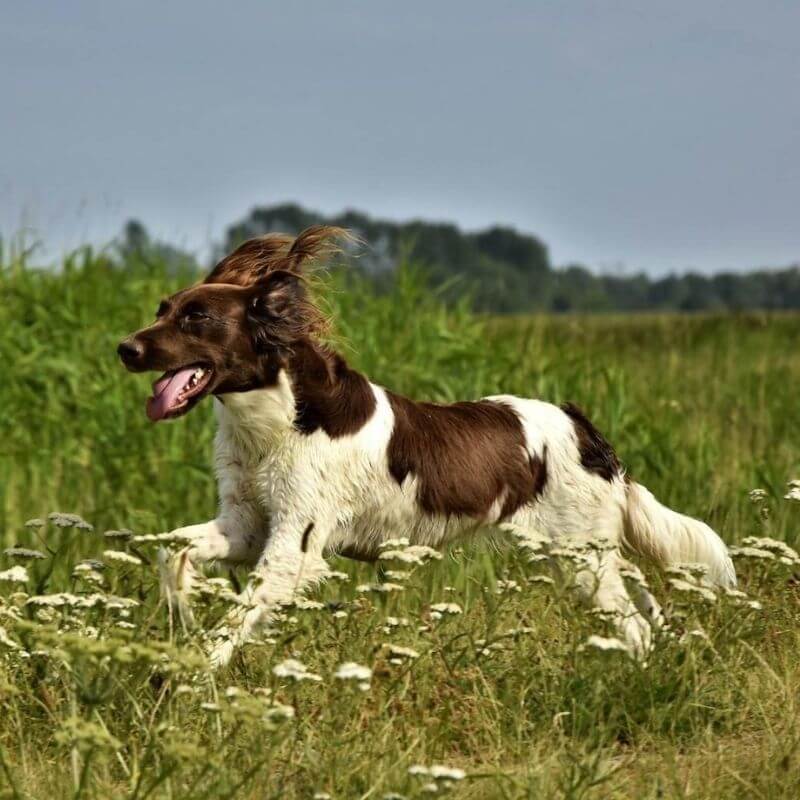 Apportering af dummy - Aflevering