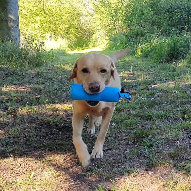 Vildttræning med fugl