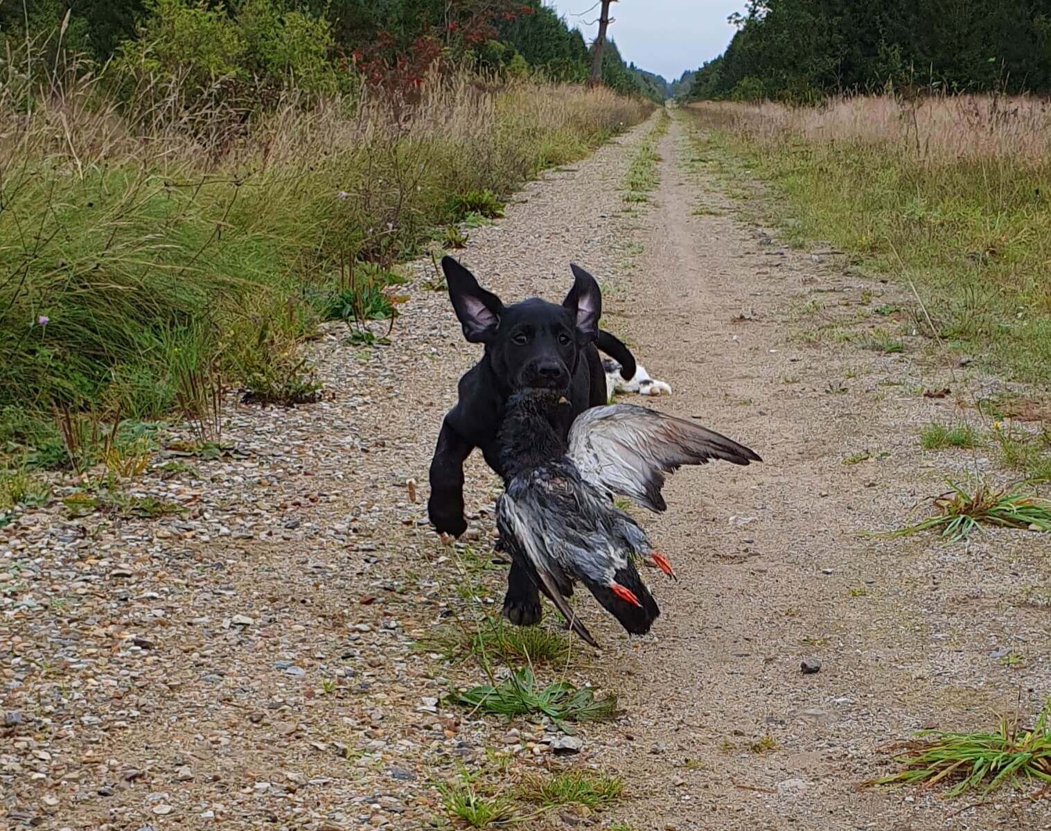 Vildttræning med hvalpe